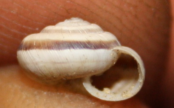 Cernuella neglecta?